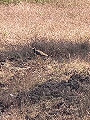 Vanellus indicus indicus