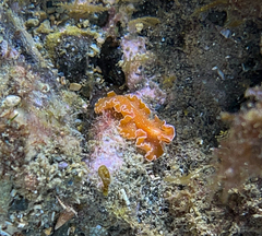 Yungia aurantiaca