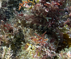 Parablennius incognitus