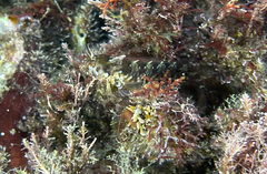 Parablennius incognitus
