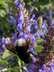 Bombus volucelloides