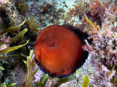Actinia mediterranea