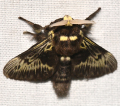 Megalopyge albicollis
