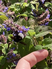 Bombus volucelloides