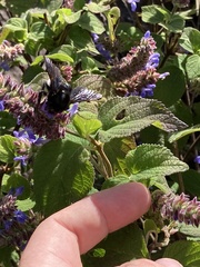 Bombus volucelloides