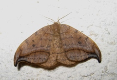 Drepana curvatula