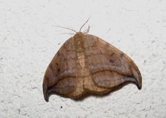 Drepana curvatula