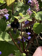 Bombus volucelloides