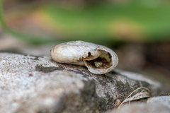 Oxychilus draparnaudi