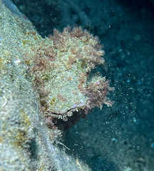 Arca noae