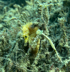 Hippocampus guttulatus