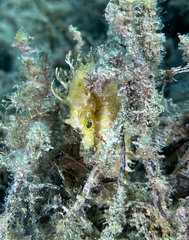 Hippocampus guttulatus