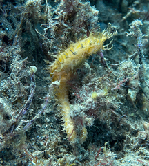 Hippocampus guttulatus
