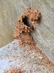 Clematoscenea
