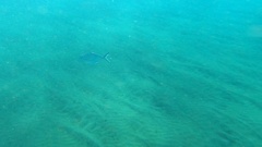 Trachinotus ovatus