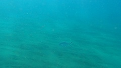 Trachinotus ovatus