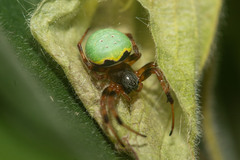 Araneus apricus