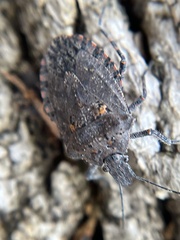 Brochymena quadripustulata