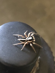 Leptofreya ambigua