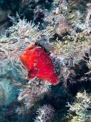 Halocynthia papillosa