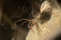 Euprosthenops