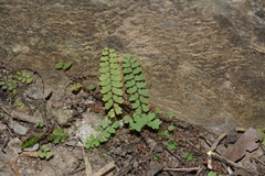Adiantum malesianum