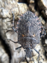 Brochymena quadripustulata