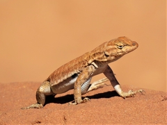 Uta stansburiana uniformis