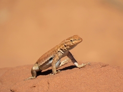Uta stansburiana uniformis