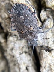 Brochymena quadripustulata