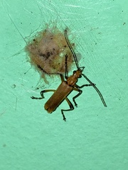 Chauliognathus cinguliventris