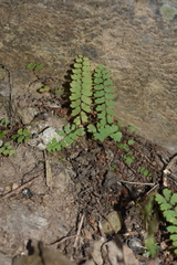 Adiantum malesianum