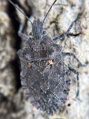Brochymena quadripustulata