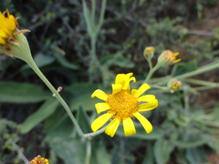 Othonna coronopifolia