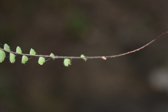 Adiantum malesianum