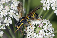 Tenthredo vespa
