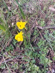 Narcissus obesus