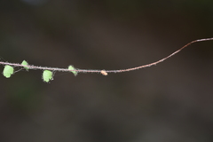 Adiantum malesianum