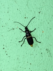 Chauliognathus tripartitus