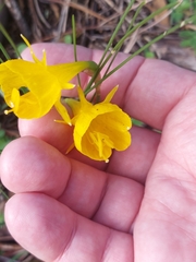 Narcissus obesus