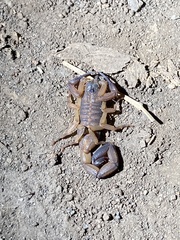 Centruroides limbatus