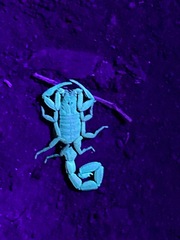 Centruroides limbatus