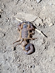 Centruroides limbatus