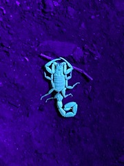 Centruroides limbatus