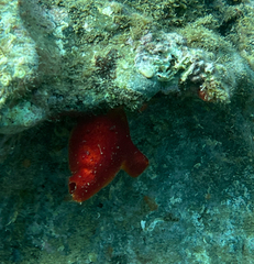 Halocynthia papillosa