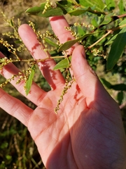 Muehlenbeckia sagittifolia