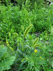 Setaria viridis pycnocoma