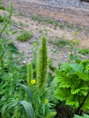 Setaria viridis pycnocoma