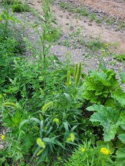 Setaria viridis pycnocoma
