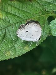 Neopithecops zalmora